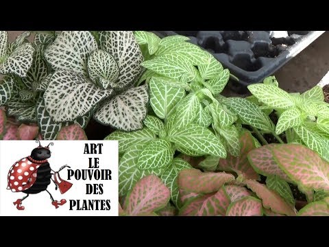 chaine de jardin: fittonia verschaffeltii: Comment arroser et Bouturer: Plante verte