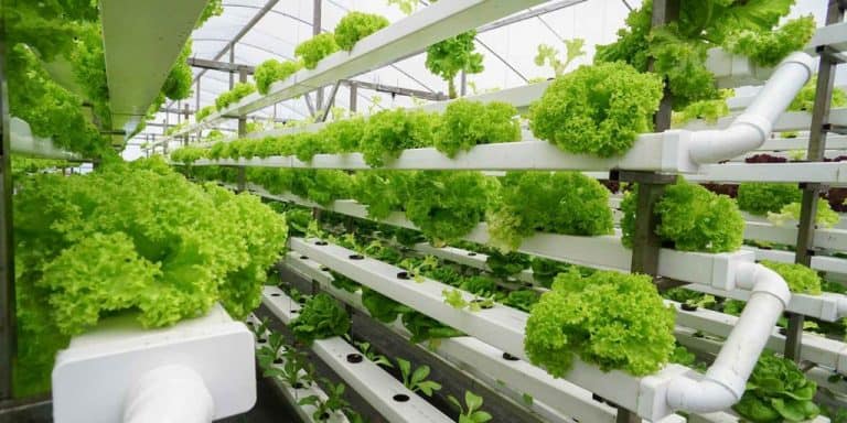 Blog - Blog - Ecoponics Singapore - 2025 Blog - Blog - Ecoponics Singapore - 2025