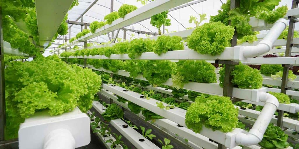 What Is Aquaponics? - Aquaponics - Ecoponics Singapore - 2025