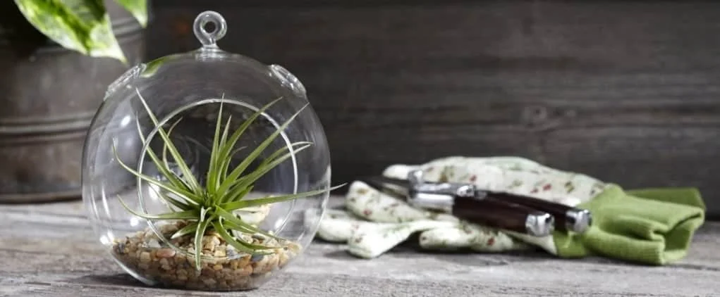 tillandsia air plant in a glass globe with small rocks on a table with gardening gloves and shears