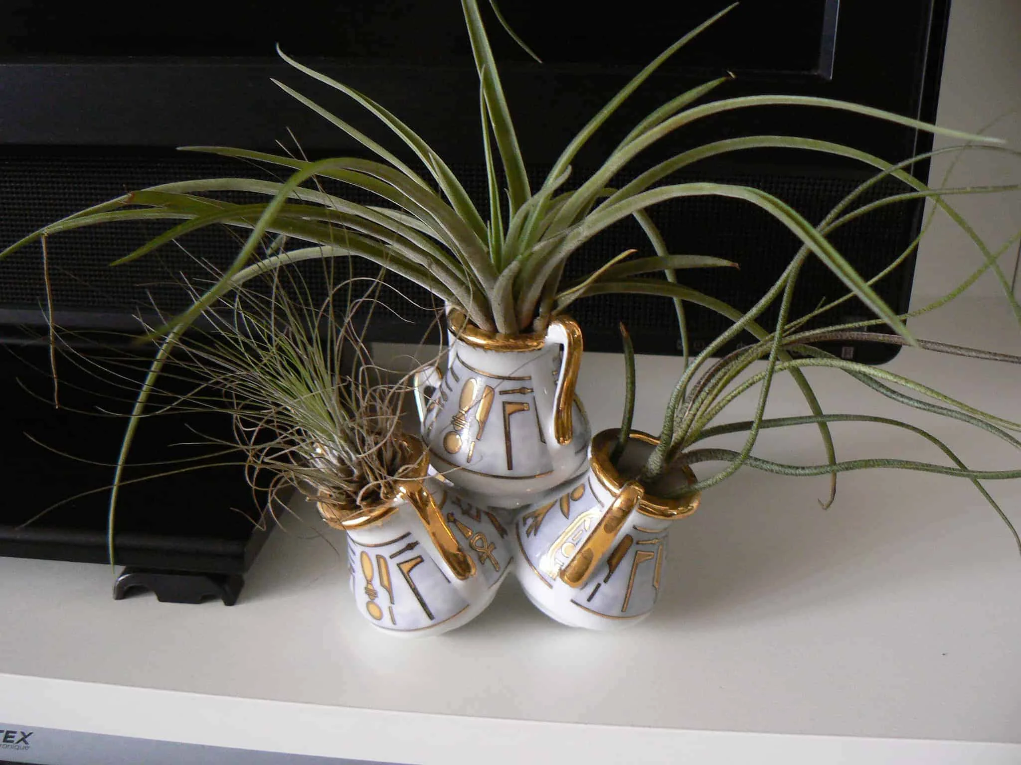 6860913530 eda2a9a874 k | Ecoponics Singapore | December, 2023 Tillandsias