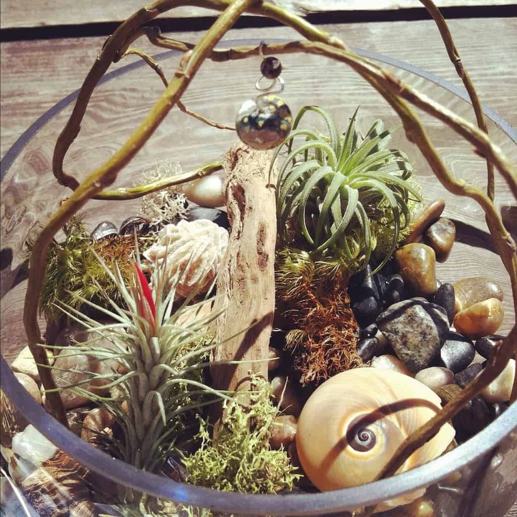 7463163592 73db0422b2 b | Ecoponics Singapore | December, 2023 Mini Air Plant Terrarium