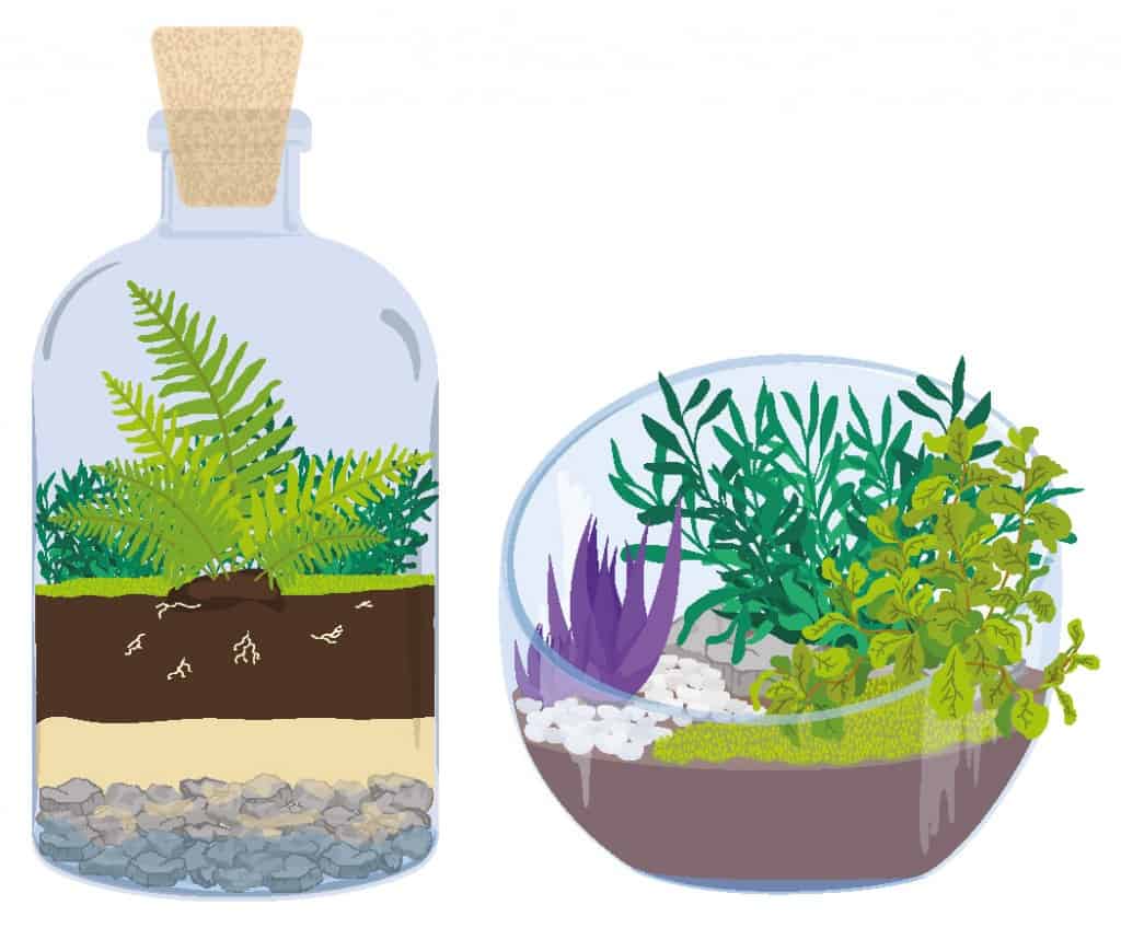 Difference Between Closed And Open Terrariums? - Composting - Ecoponics Singapore - 2025