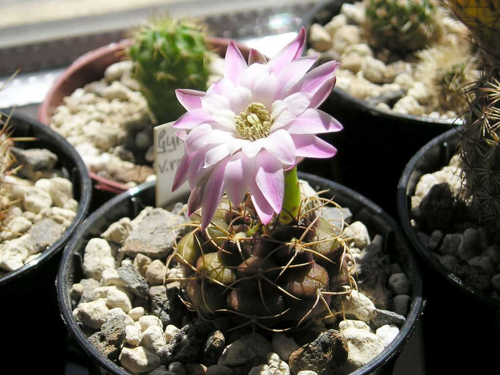 4353622134 ffe1d54c50 b | Ecoponics Singapore | October, 2023 Gymnocalycium damsii v. rotundulum | Top Succulents and Cacti for Terrariums