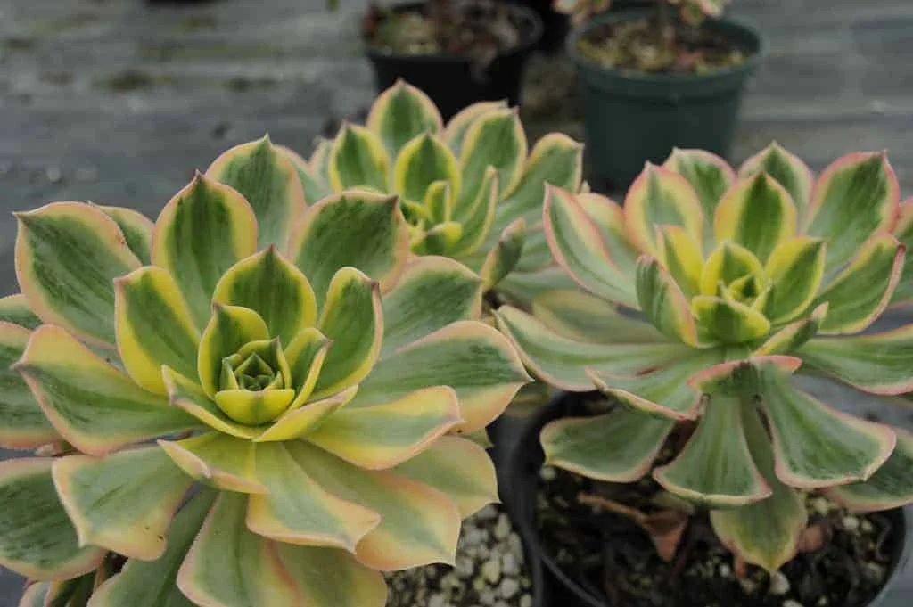 Aeonium 'Sunburst' aka Copper Pinwheel | Top Succulents and Cacti for Terrariums