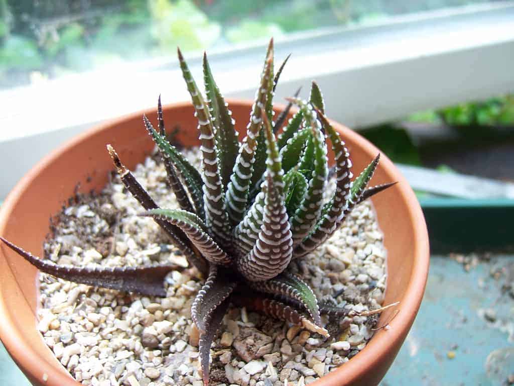 Haworthia Attenuata | Top Succulents and Cacti for Terrariums