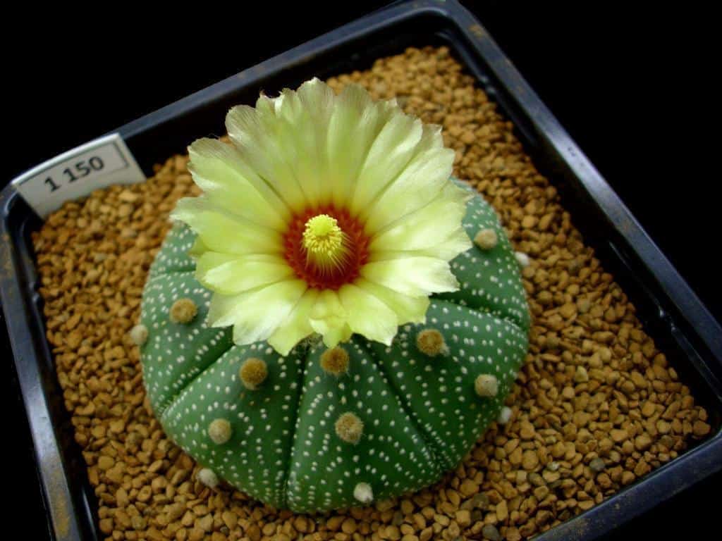 Astrophytum asterias (Zucc.) Lem. 1150 | Top Succulents and Cacti for Terrariums