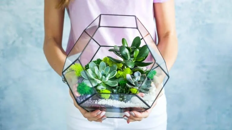 florarium composition succulents stone sand glass diy terrarium ss featured | Ecoponics Singapore | April, 2024