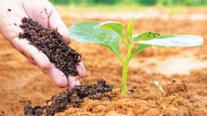 Home - Science And Environmental Sustainability Workshops In Singapore - Ecoponics Singapore - 2026