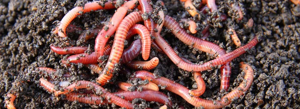 composting-red-worms