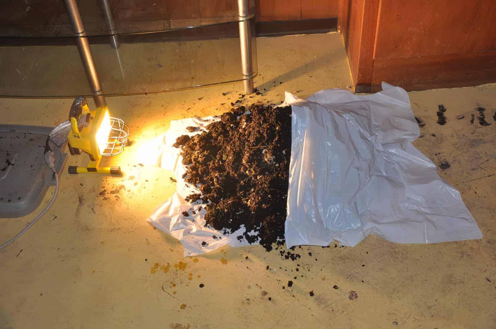 light | Ecoponics Singapore | September, 2023 Using light to harvest compost. Image Credit