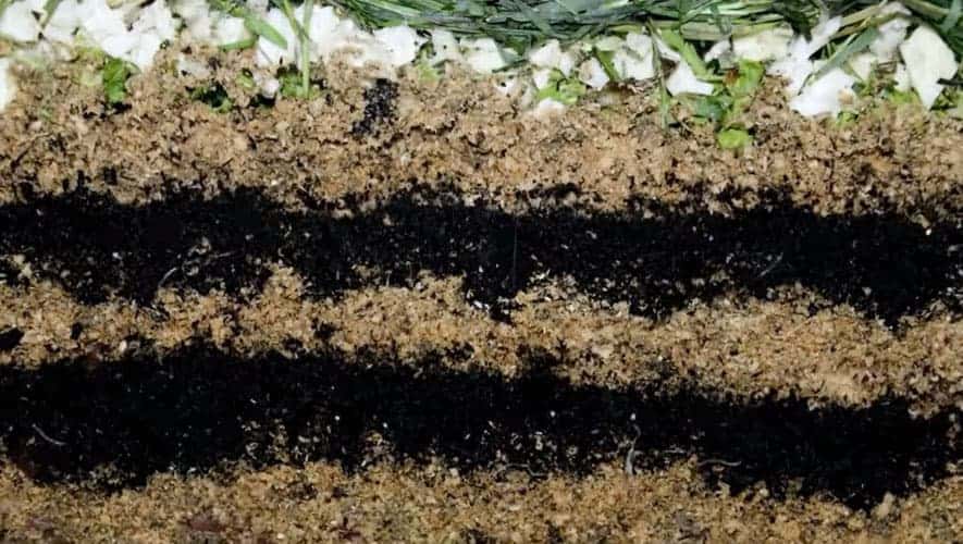 vermicomposting still 885 | Ecoponics Singapore | September, 2023 Alternating layers of bedding and food waste. Image Credit
