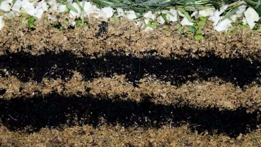 Alternating layers of bedding and food waste. Image Credit