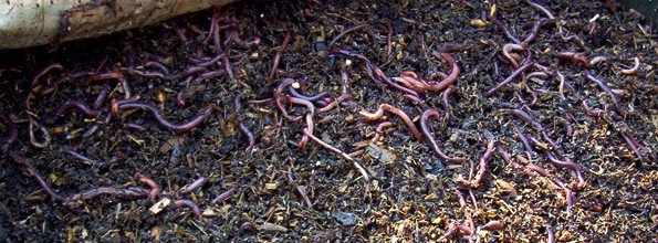 vermicompostworms | Ecoponics Singapore | April, 2024