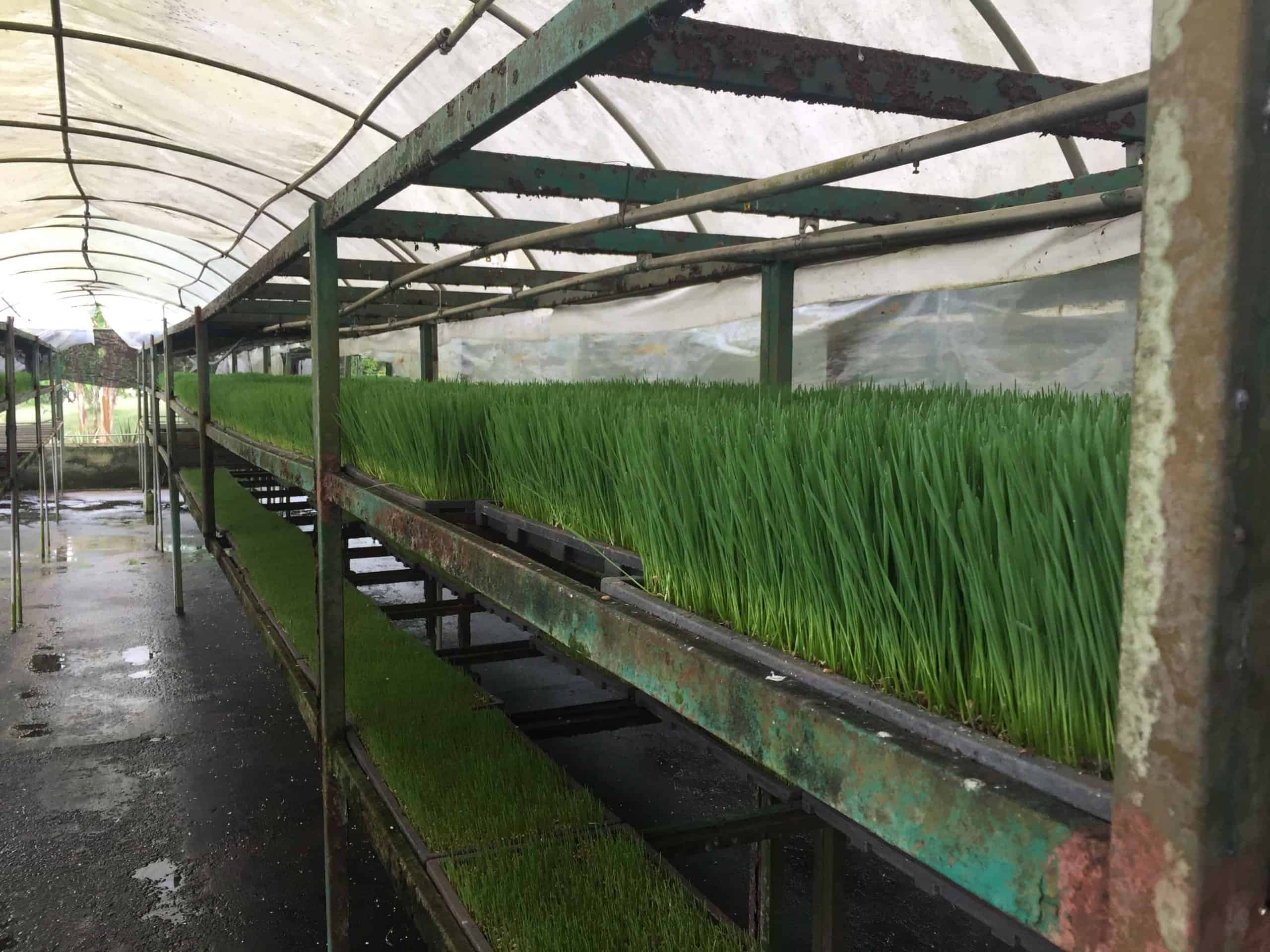 Wheat grass grown in Local Farm