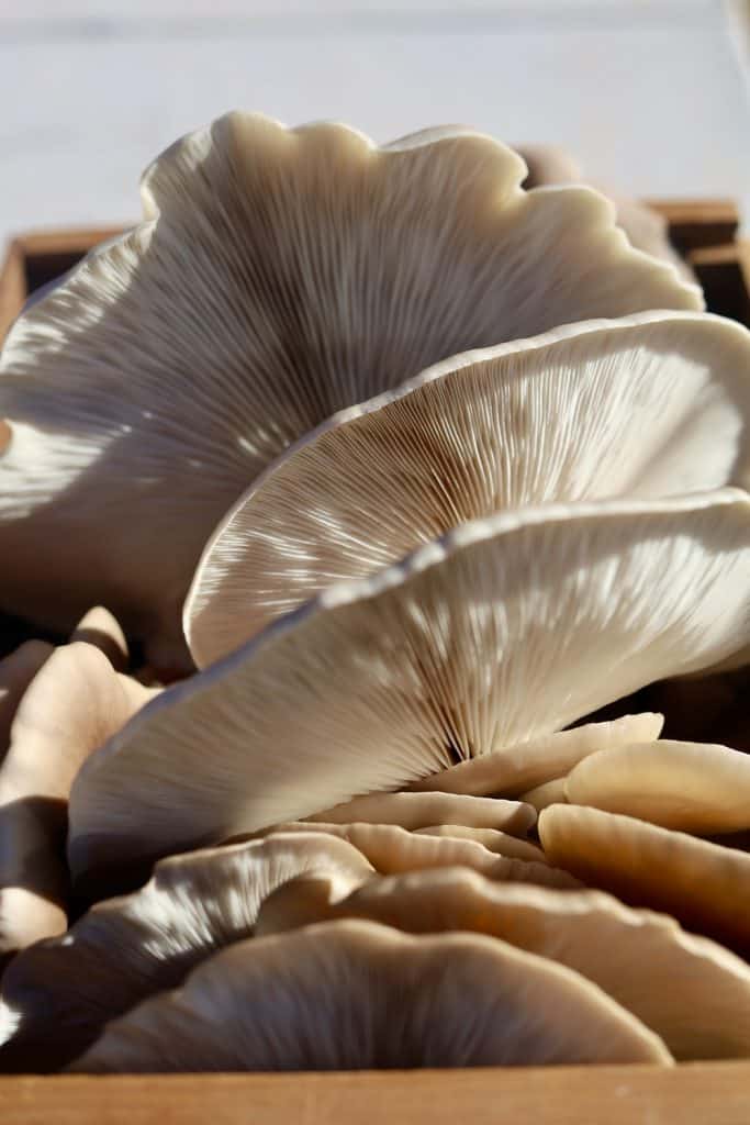 4 Benefits Of Grey Oyster Mushrooms! - Ecoponics Singapore - 2025