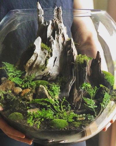 Top 4 Terrarium Misconceptions You Might Have Heard | Ecoponics Singapore