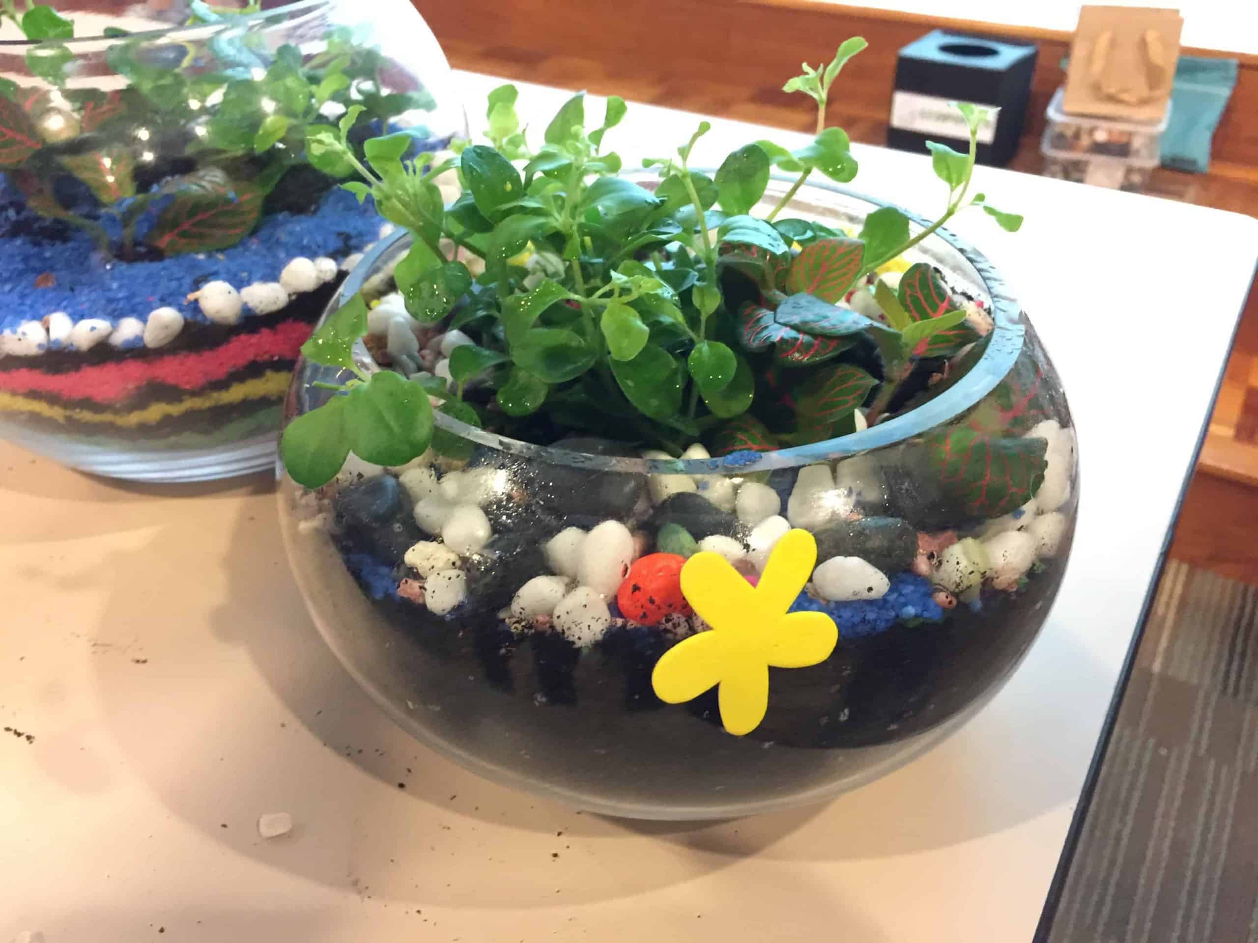 Top 4 Terrarium Misconceptions You Might Have Heard - Terrarium - Ecoponics Singapore - 2025