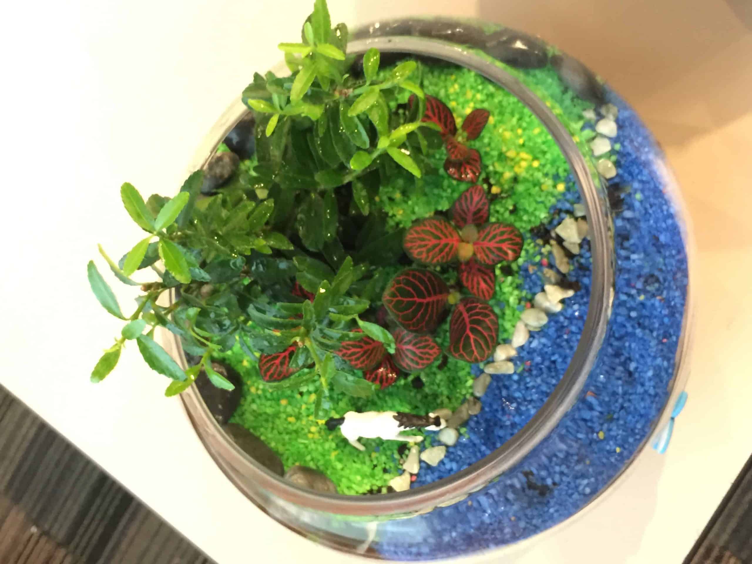 Converting Your Closed Terrarium Into An Open Terrarium - Terrarium Workshop Singapore - Ecoponics Singapore - 2025