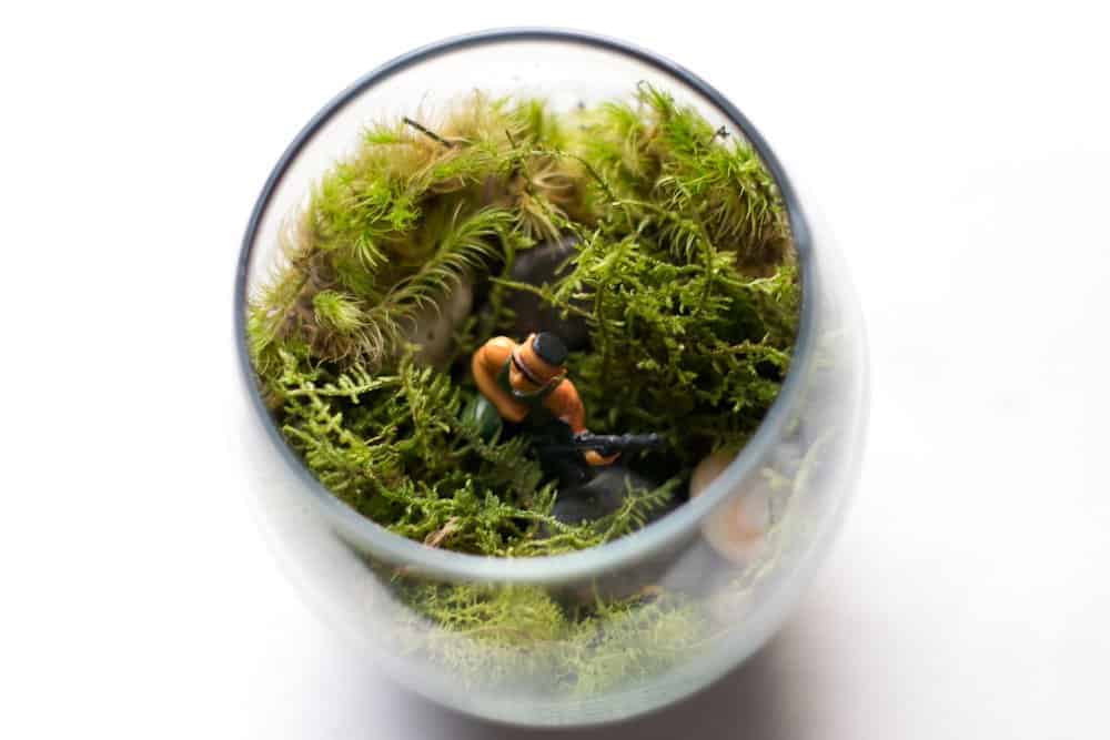 Terrarium Workshop: 4 House Plants Perfect For Terrariums - Terrarium Workshop - Ecoponics Singapore - 2025