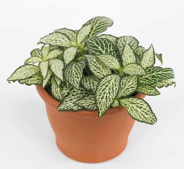 Fittonia White | Ecoponics Singapore | March, 2024