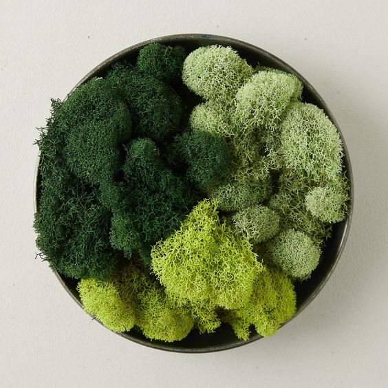 Terrarium Workshop: 4 House Plants Perfect For Terrariums - Terrarium Workshop Singapore - Ecoponics Singapore - 2025 Terrarium Workshop: 4 House Plants Perfect For Terrariums - Terrarium Workshop Singapore - Ecoponics Singapore - 2025