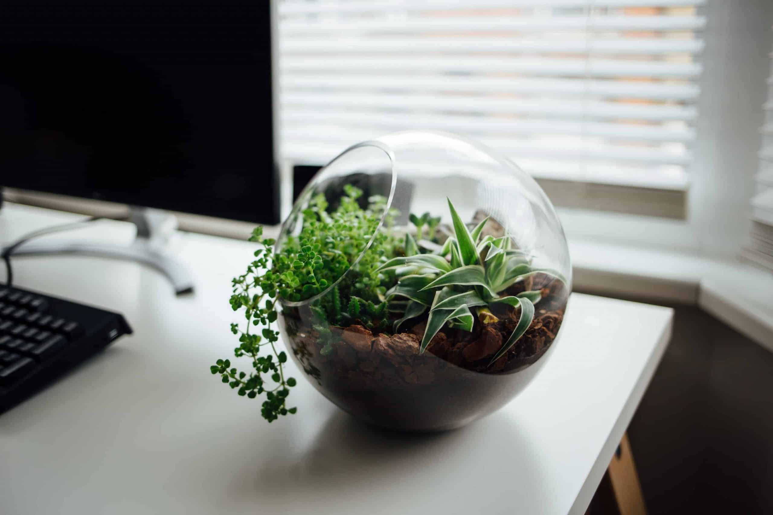 3 Surprising Facts About Terrariums You Probably Don'T Know Of! - Terrarium Workshop Singapore - Ecoponics Singapore - 2025