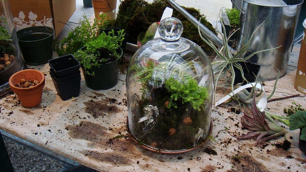 5 Tips For Effective Terrarium Maintenance Ecoponics Singapore