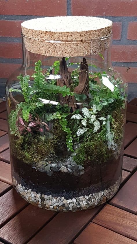 3 Popular Designs For Closed Terrariums - Terrarium Workshop Singapore - Ecoponics Singapore - 2025 3 Popular Designs For Closed Terrariums - Terrarium Workshop Singapore - Ecoponics Singapore - 2025
