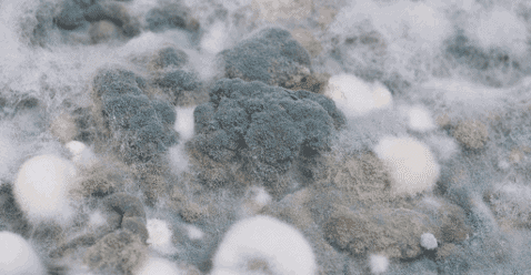 Getting Rid Of Mould In Your Terrarium In 3 Simple Steps - Terrarium Workshop Singapore - Ecoponics Singapore - 2025