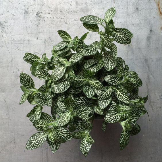 Fittonia Pruning Tips By Ecoponics - Terrarium Workshop Singapore - Ecoponics Singapore - 2025 Fittonia Pruning Tips By Ecoponics - Terrarium Workshop Singapore - Ecoponics Singapore - 2025