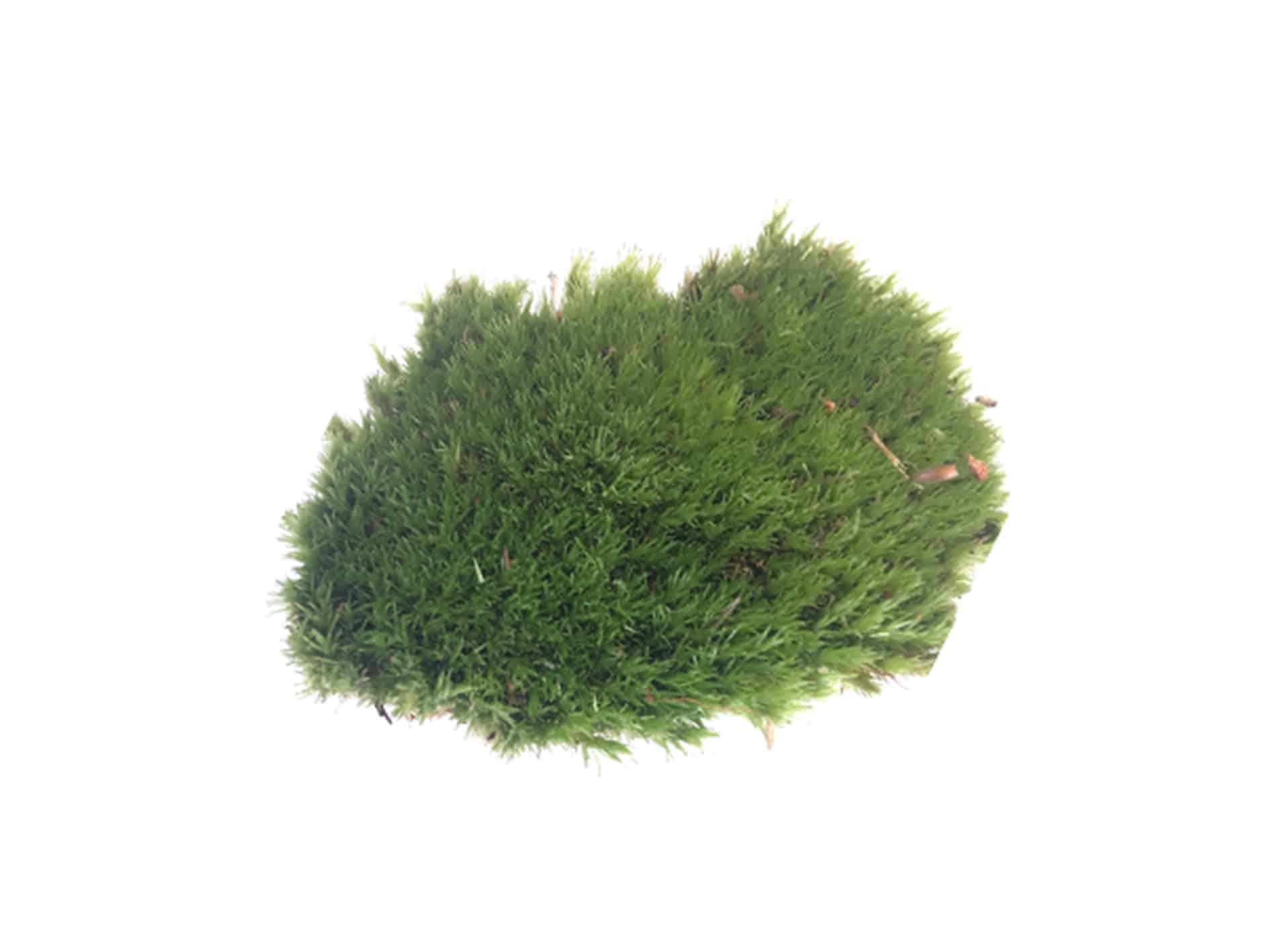 moss | Ecoponics Singapore | September, 2023