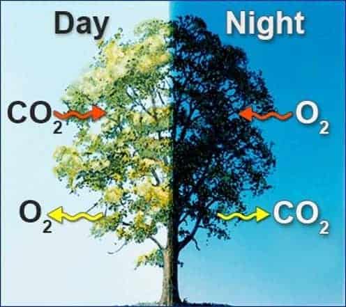 respiration and photosynthesis | Ecoponics Singapore | March, 2024