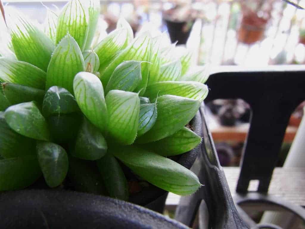 Top 5 Popular Plants For Your Terrarium (Open And Closed) - Terrarium Workshop Singapore - Ecoponics Singapore - 2025 H. Cymbiformis Var.compacta