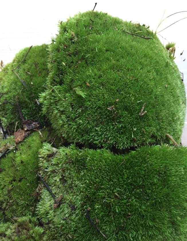 Top 5 Popular Plants For Your Terrarium (Open And Closed) - Terrarium Workshop Singapore - Ecoponics Singapore - 2025
