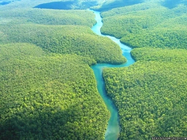 amazon rainforest | Ecoponics Singapore | April, 2024