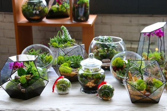 Blog - history of terrariums - Ecoponics Singapore - 2025 Blog - history of terrariums - Ecoponics Singapore - 2025