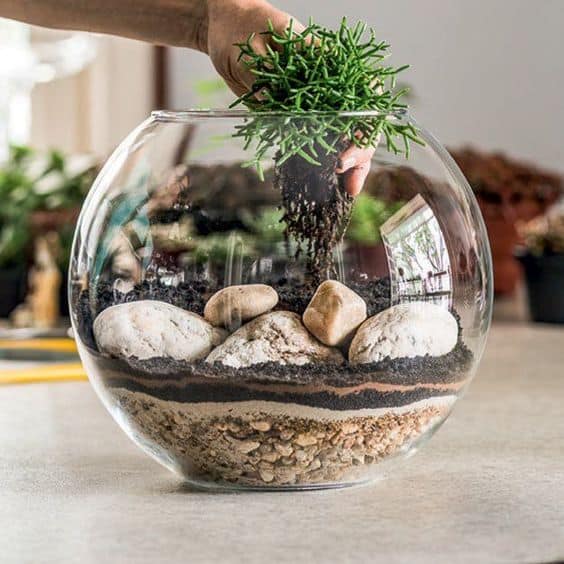 terrarium | Ecoponics Singapore | September, 2023 terrarium | Ecoponics Singapore | September, 2023