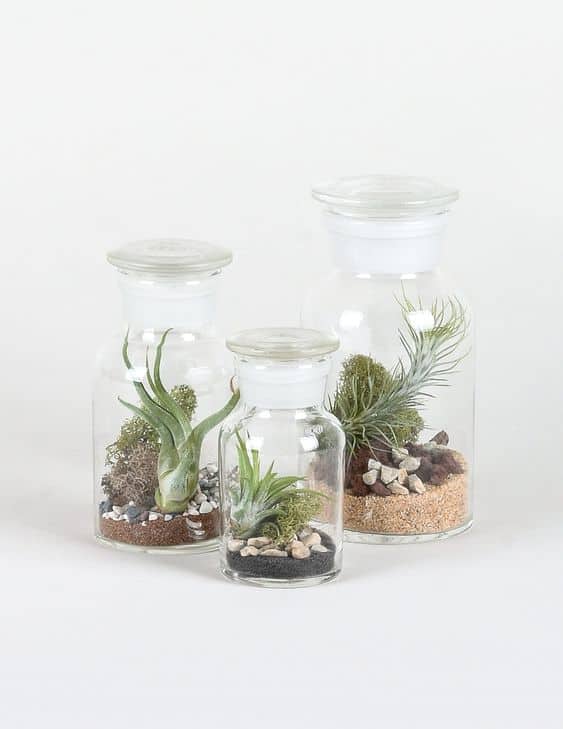 Blog - history of terrariums - Ecoponics Singapore - 2025 Blog - history of terrariums - Ecoponics Singapore - 2025