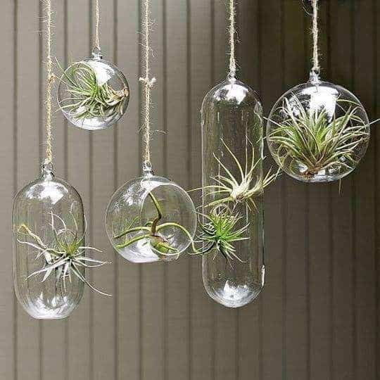 Air Plant Terrarium Workshops In Singapore - Air Plant Terrarium Workshop Singapore - Ecoponics Singapore - 2025 Air Plant Terrarium Workshops In Singapore - Air Plant Terrarium Workshop Singapore - Ecoponics Singapore - 2025