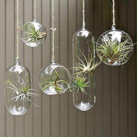 airplant | Ecoponics Singapore | April, 2024