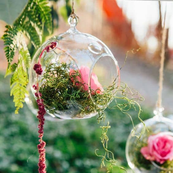 Blog - history of terrariums - Ecoponics Singapore - 2025 Blog - history of terrariums - Ecoponics Singapore - 2025