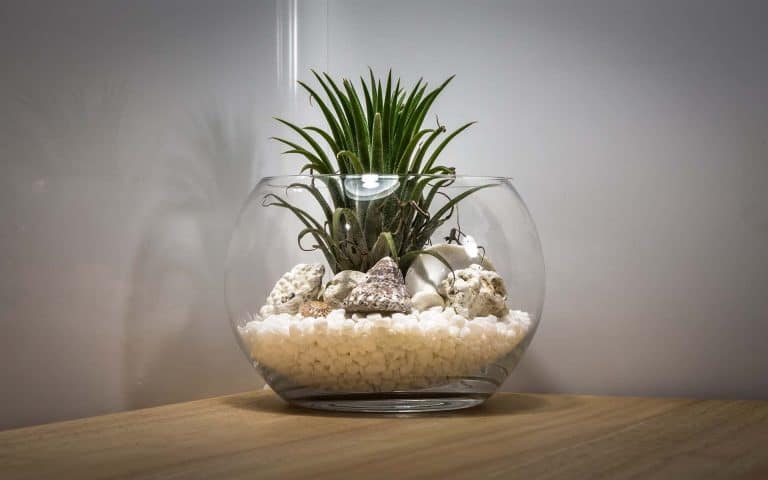 Blog - history of terrariums - Ecoponics Singapore - 2025 Blog - history of terrariums - Ecoponics Singapore - 2025