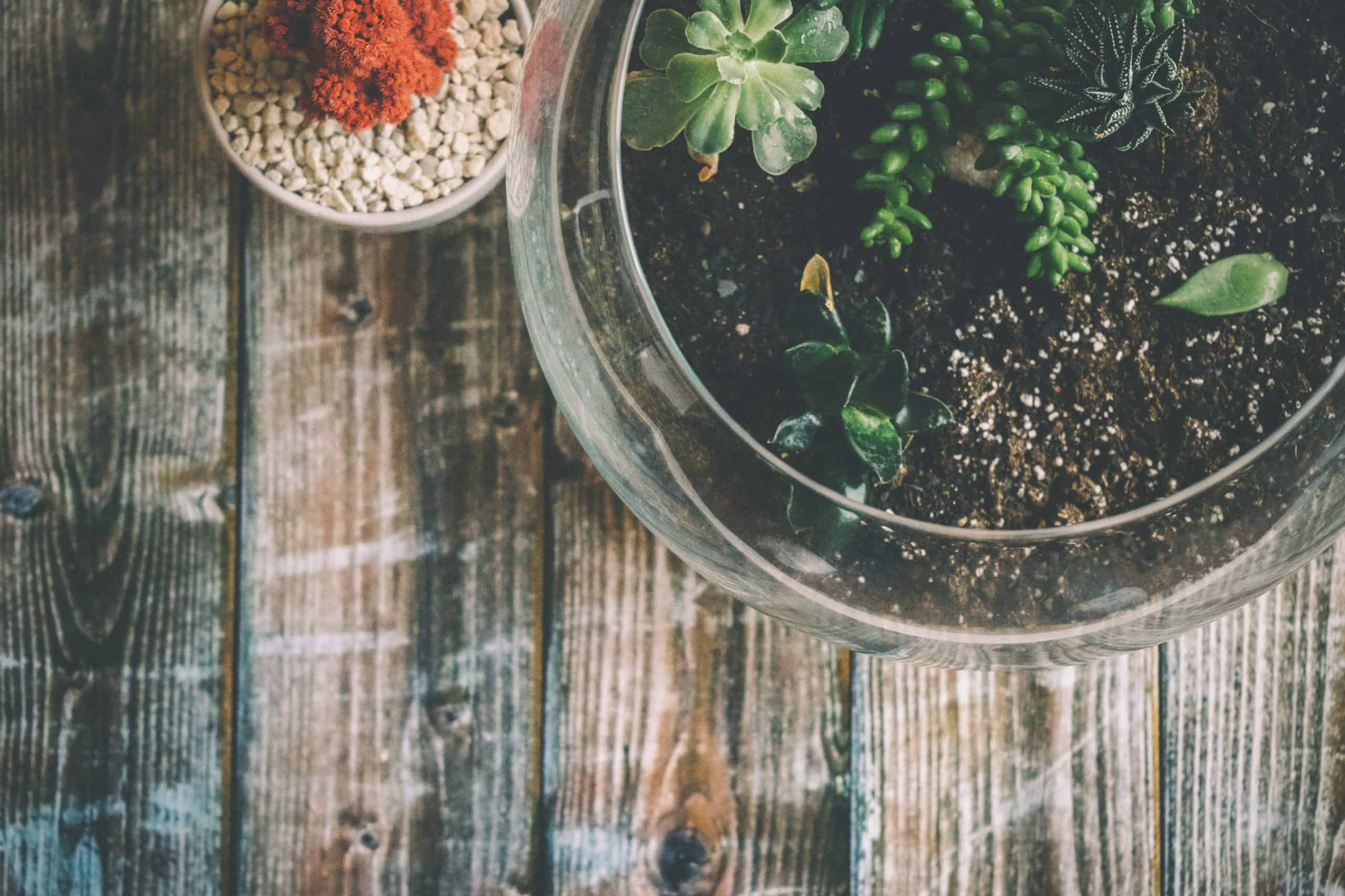 610ca90af3795 scaled | Ecoponics Singapore | September, 2023 Ecoponics Terrarium Singapore | Unsplash