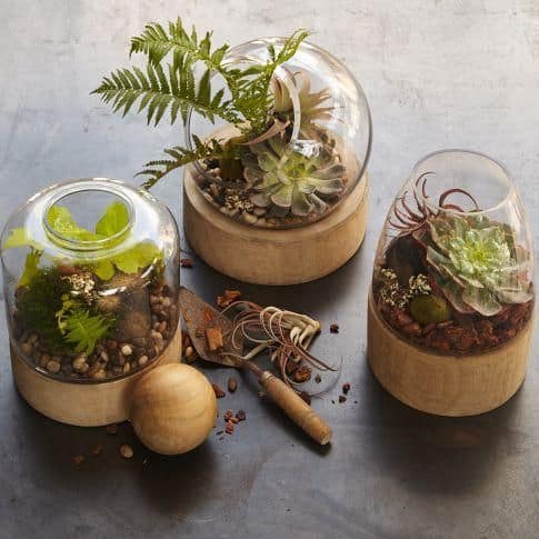 Blog - history of terrariums - Ecoponics Singapore - 2025 Blog - history of terrariums - Ecoponics Singapore - 2025