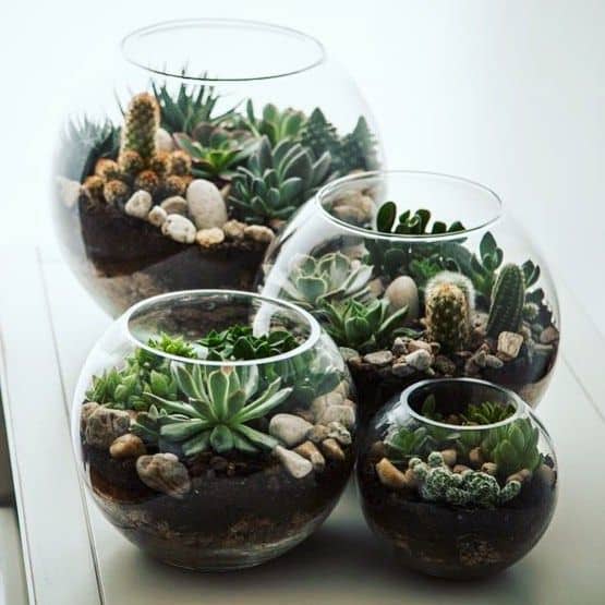 Blog - Terrarium Figurine in Singapore - Ecoponics Singapore - 2025 team building workshop