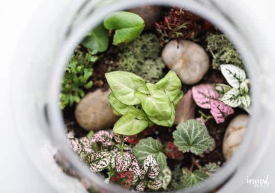 Blog - Terrarium Figurine in Singapore - Ecoponics Singapore - 2025 Blog - Terrarium Figurine in Singapore - Ecoponics Singapore - 2025