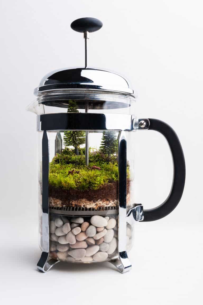 Blog - history of terrariums - Ecoponics Singapore - 2025 Blog - history of terrariums - Ecoponics Singapore - 2025