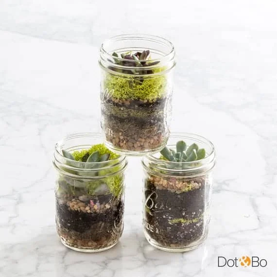Terrarium Jar Types Buy Terrarium Supplies Ecoponics Singapore