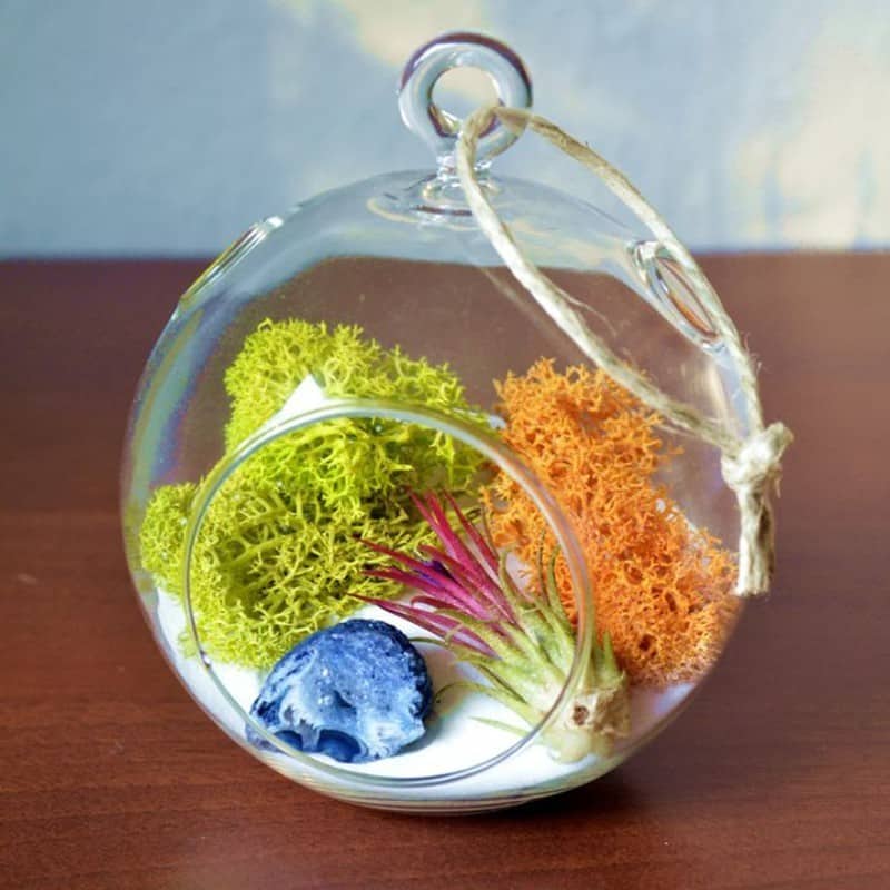 Air Plant Terrarium Colours Air Plant World | Ecoponics Singapore | April, 2024